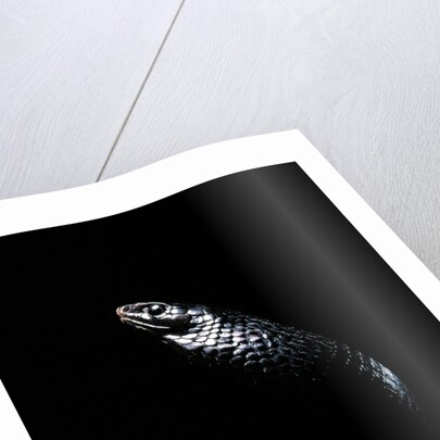 Thrasops jacksonii (black tree snake) by Anonymous