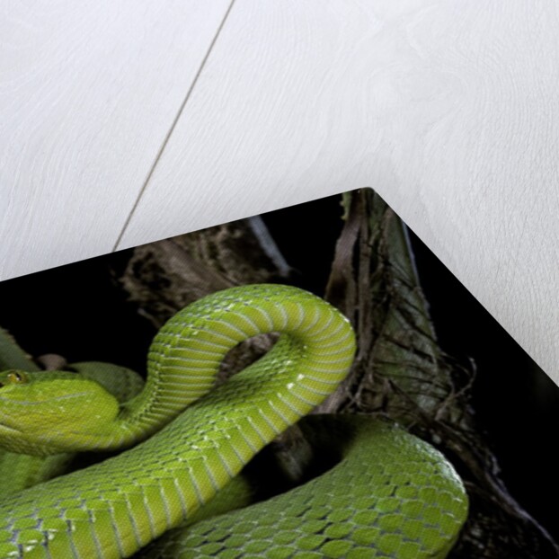 Trimeresurus albolabris (white-lipped tree viper) by Anonymous