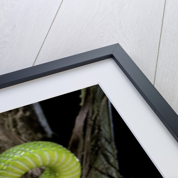 Trimeresurus albolabris (white-lipped tree viper) by Anonymous