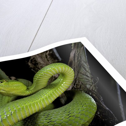 Trimeresurus albolabris (white-lipped tree viper) by Anonymous