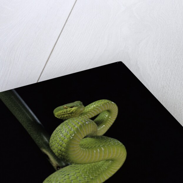 Trimeresurus albolabris (white-lipped tree viper) by Anonymous