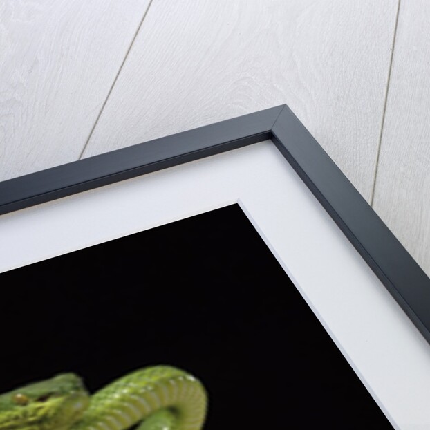 Trimeresurus albolabris (white-lipped tree viper) by Anonymous