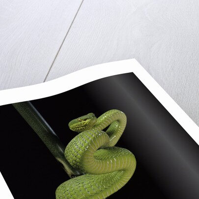 Trimeresurus albolabris (white-lipped tree viper) by Anonymous