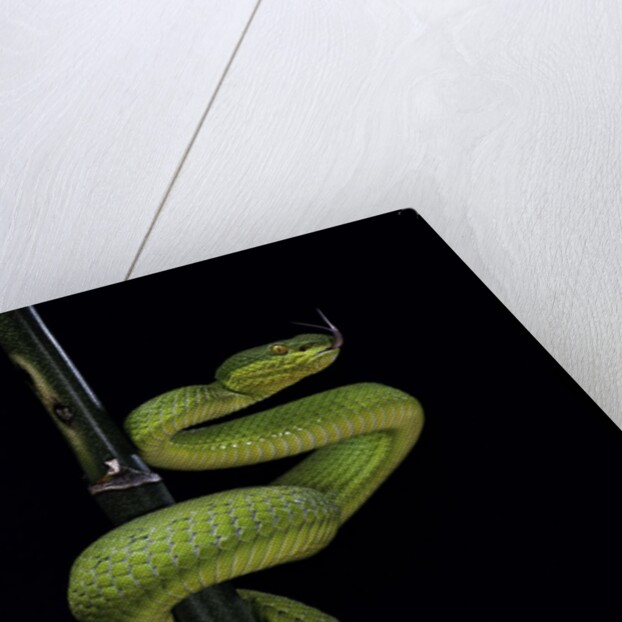 Trimeresurus albolabris (white-lipped tree viper) by Anonymous