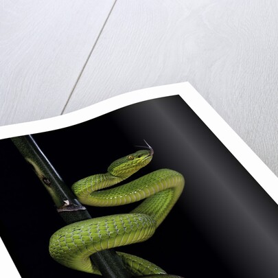Trimeresurus albolabris (white-lipped tree viper) by Anonymous