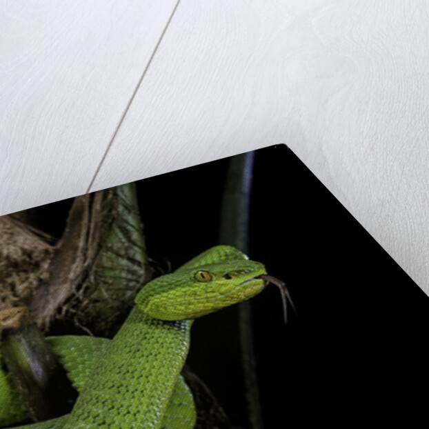 Trimeresurus albolabris (white-lipped tree viper) by Anonymous