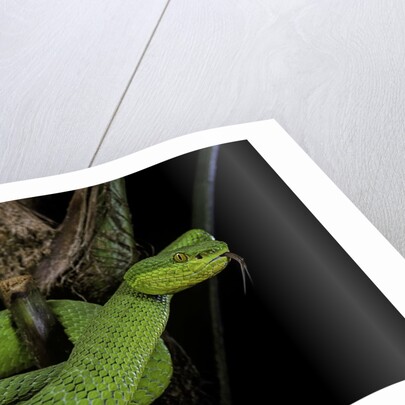 Trimeresurus albolabris (white-lipped tree viper) by Anonymous