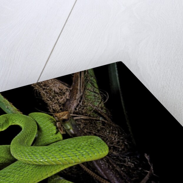 Trimeresurus albolabris (white-lipped tree viper) by Anonymous