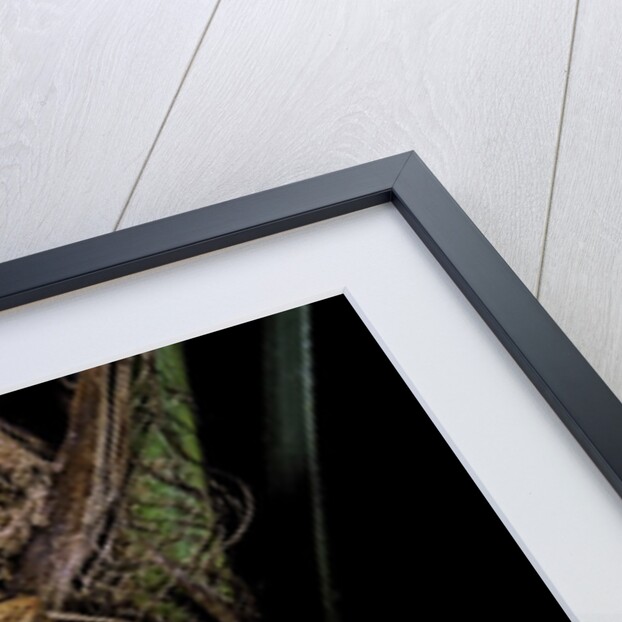 Trimeresurus albolabris (white-lipped tree viper) by Anonymous