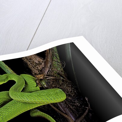 Trimeresurus albolabris (white-lipped tree viper) by Anonymous