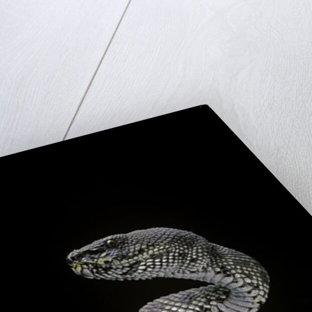 Trimeresurus purpureomaculatus (mangrove viper) by Anonymous