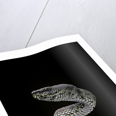 Trimeresurus purpureomaculatus (mangrove viper) by Anonymous