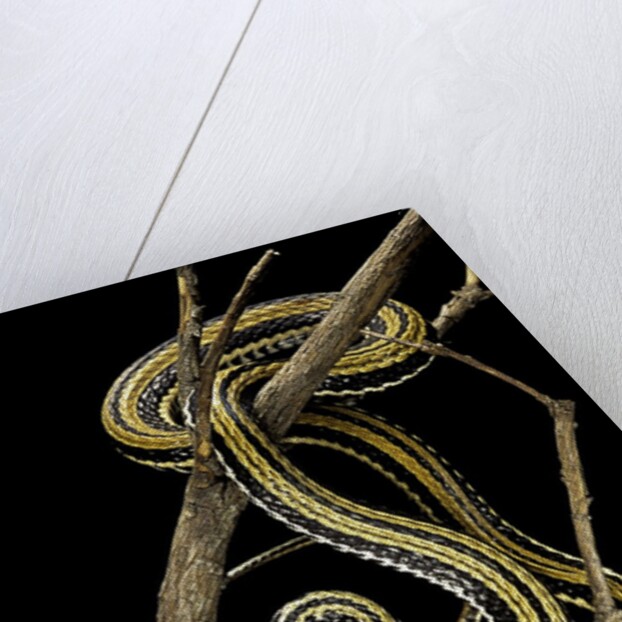 Xenochrophis vittatus (striped water snake) by Anonymous