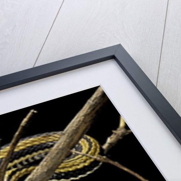 Xenochrophis vittatus (striped water snake) by Anonymous