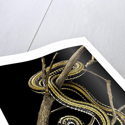 Xenochrophis vittatus (striped water snake) by Anonymous