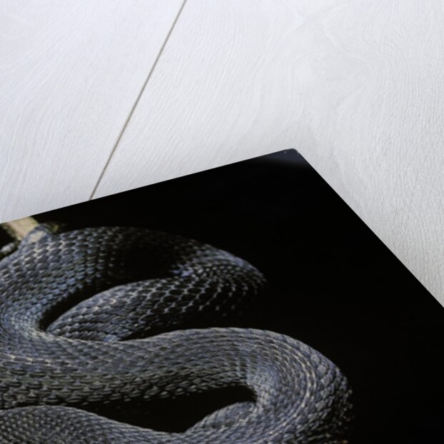 Vipera aspis f. melanistic (asp viper) by Anonymous