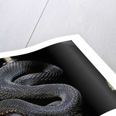 Vipera aspis f. melanistic (asp viper) by Anonymous