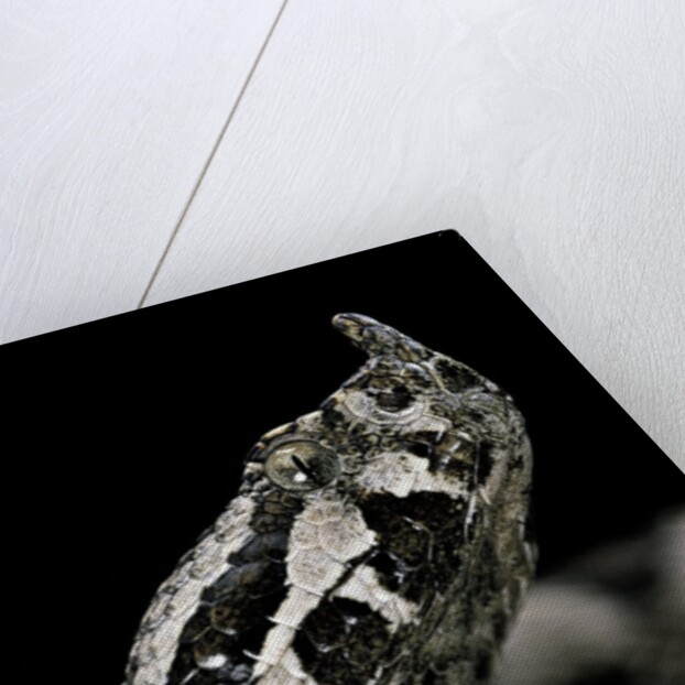 Vipera ammodytes (nose-horned viper) by Anonymous