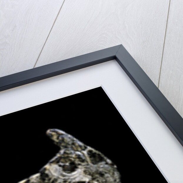 Vipera ammodytes (nose-horned viper) by Anonymous