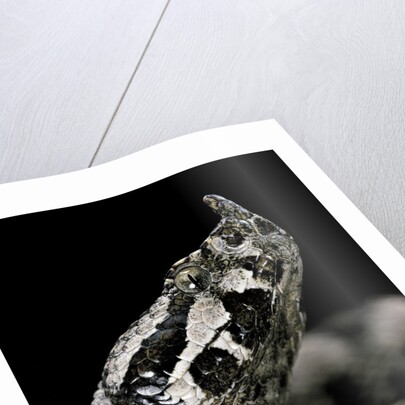 Vipera ammodytes (nose-horned viper) by Anonymous