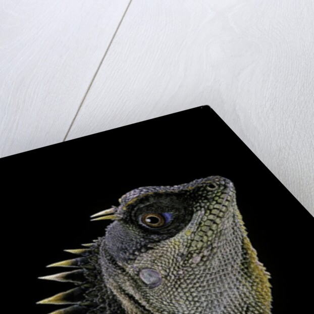 Acanthosaura armata (armored pricklenape) by Anonymous