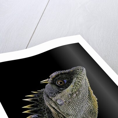 Acanthosaura armata (armored pricklenape) by Anonymous