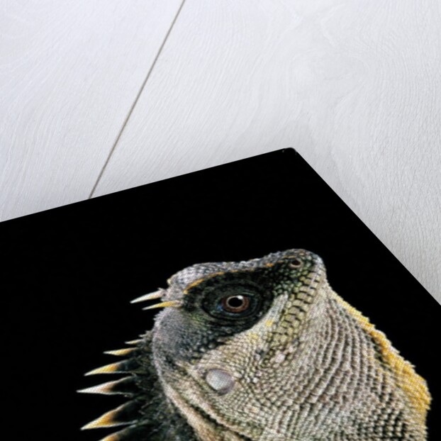 Acanthosaura armata (armored pricklenape) by Anonymous