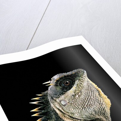 Acanthosaura armata (armored pricklenape) by Anonymous