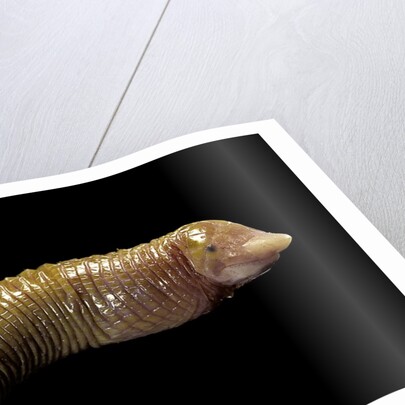 Amphisbaenidae. by Anonymous
