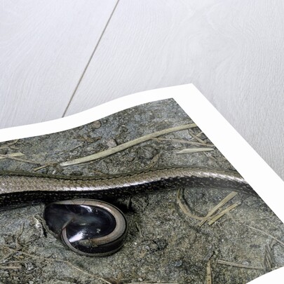 Anguis fragilis (Slow Worm) - farrowing by Anonymous