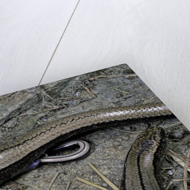 Anguis fragilis (Slow Worm) - farrowing by Anonymous