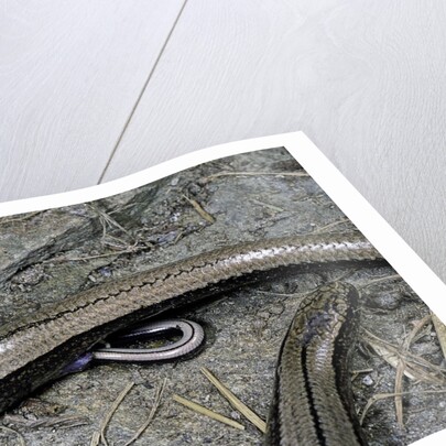 Anguis fragilis (Slow Worm) - farrowing by Anonymous