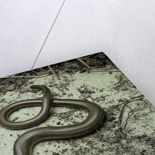 Anguis fragilis (Slow Worm) by Anonymous