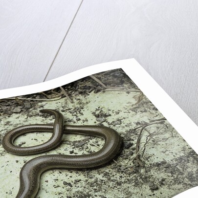 Anguis fragilis (Slow Worm) by Anonymous