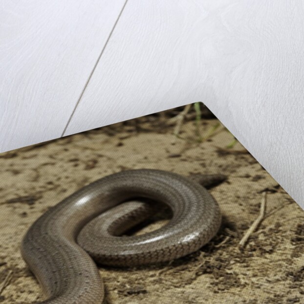 Anguis fragilis (Slow Worm) by Anonymous