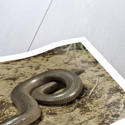 Anguis fragilis (Slow Worm) by Anonymous