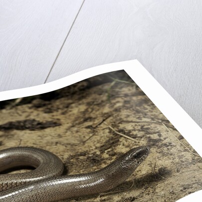 Anguis fragilis (Slow Worm) by Anonymous