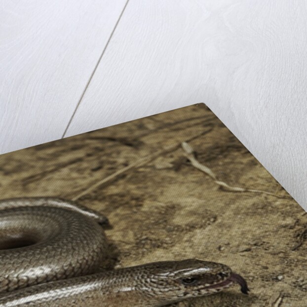 Anguis fragilis (Slow Worm) by Anonymous