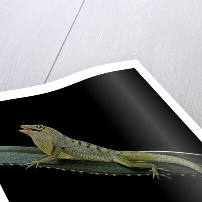 Anolis roquet salinei (savannah anole) by Anonymous