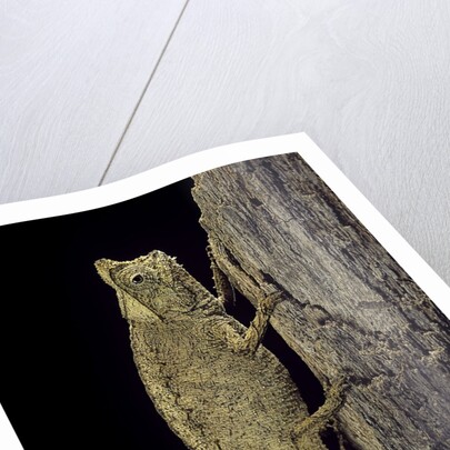 Brookesia superciliaris (brown leaf chameleon) by Anonymous