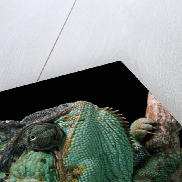 Chamaeleo calyptratus (veiled chameleon) by Anonymous