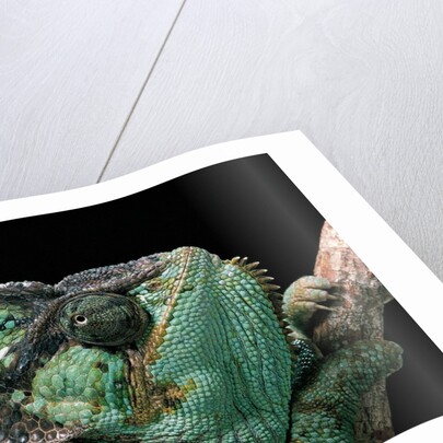 Chamaeleo calyptratus (veiled chameleon) by Anonymous