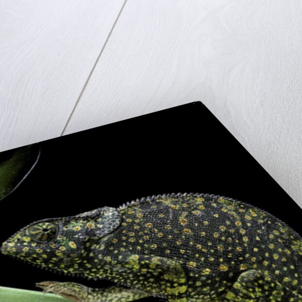 Chamaeleo dilepis (flapneck chameleon) by Anonymous