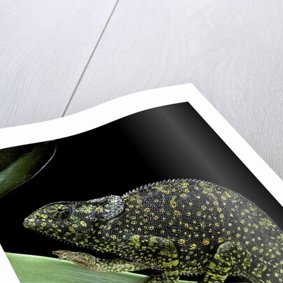 Chamaeleo dilepis (flapneck chameleon) by Anonymous