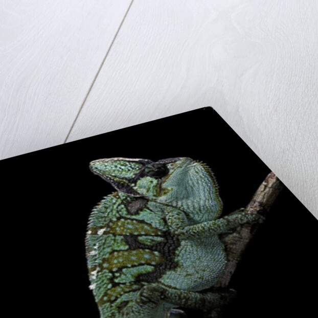 Chamaeleo calyptratus (veiled chameleon) by Anonymous