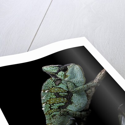 Chamaeleo calyptratus (veiled chameleon) by Anonymous