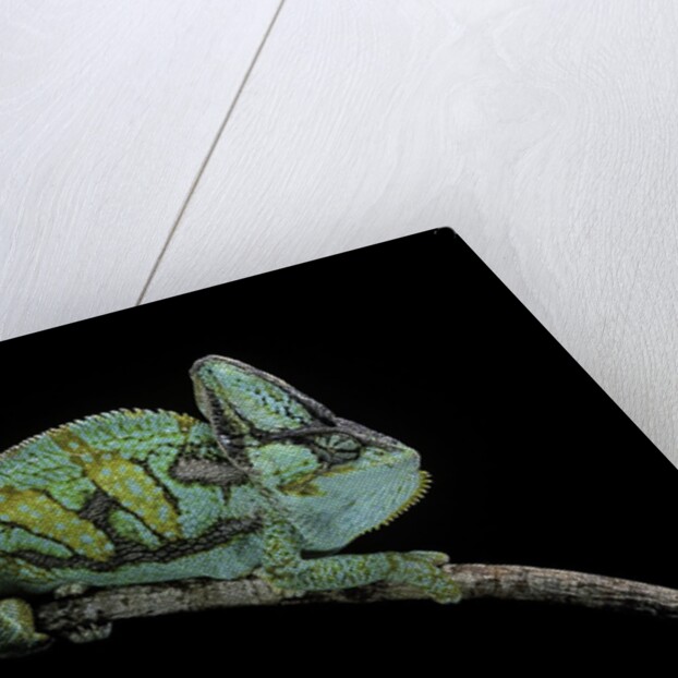 Chamaeleo calyptratus (veiled chameleon) by Anonymous