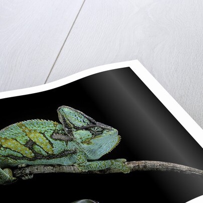 Chamaeleo calyptratus (veiled chameleon) by Anonymous