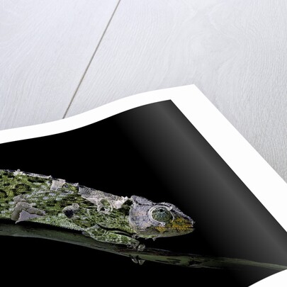 Chamaeleo johnstoni (Johnston's chameleon) - shedding its skin by Anonymous