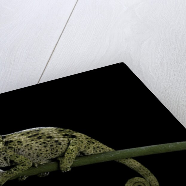 Chamaeleo johnstoni (Johnston's chameleon) - young by Anonymous
